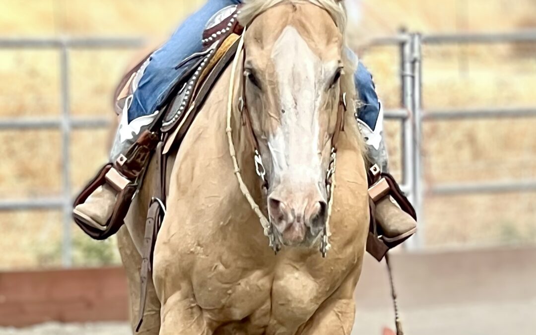 Riding & Horsemanship Classes